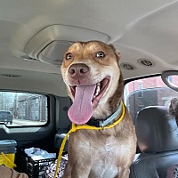 adopt a pet