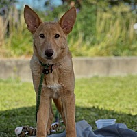 adopt a pet