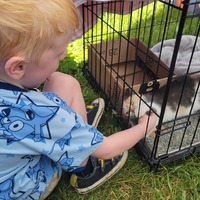 adopt a pet