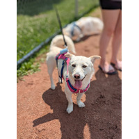 adopt-pet