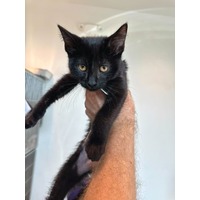 adopt-pet