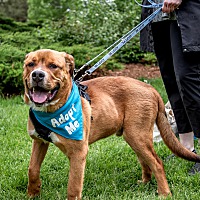 adopt-pet