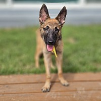 adopt-pet