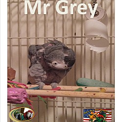 Thumbnail photo of Special Needs African Grey . #1
