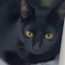 Photo of Lokie