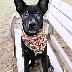 Photo of BLACKJACK
