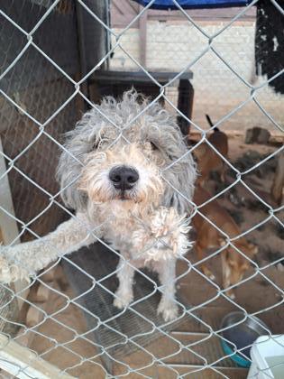 Life-Saving Enrichment Helps These Untouchable Shelter Dogs—and it's Good  for Your Dog, Too