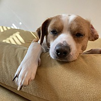 adopt a pet