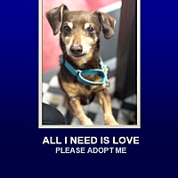 adopt a pet