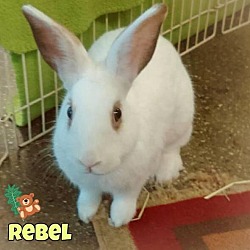 Photo of Rebel