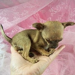Photo of Chihuahua pups