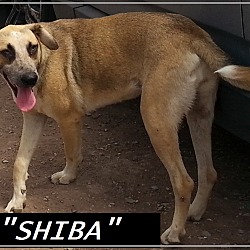 Thumbnail photo of Sheba (in process of adoption) #2