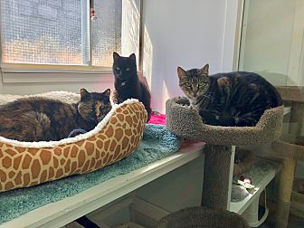 Adopt A Pet Petsmart Charities