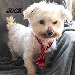 Photo of Jock*Adopted