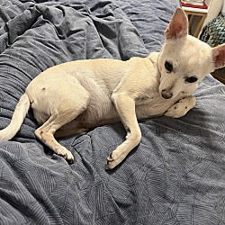 Photo of Bella