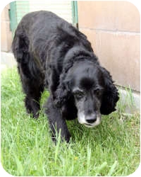 Winnipeg Mb Cocker Spaniel Meet Maggie A Pet For Adoption