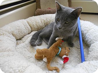 Warwick Ri Russian Blue Meet Chester A Pet For Adoption