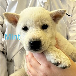 Thumbnail photo of Minji #1