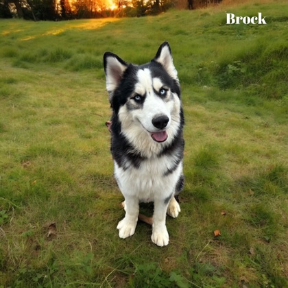 Thumbnail photo of Brock #1