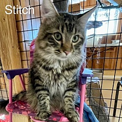Photo of Stitch