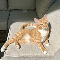 adopt a pet