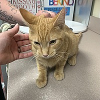 adopt a pet