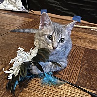 adopt a pet