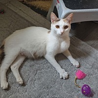adopt a pet