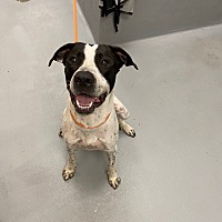 adopt a pet