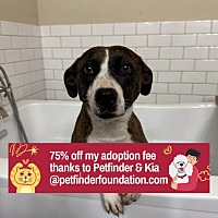 adopt a pet