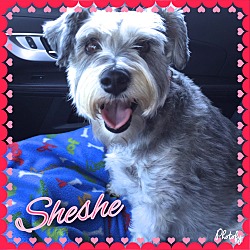 Thumbnail photo of SheShe~~ADOPTION PENDING #1