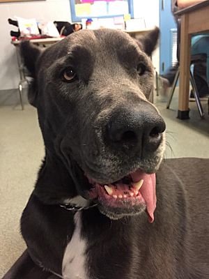 St Louis Mo Cane Corso Meet Sami A Pet For Adoption