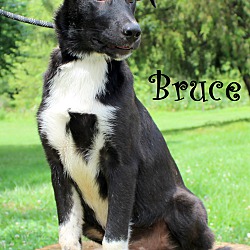 Thumbnail photo of Bruce ~ meet me! #4