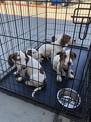 Murrieta, CA - Basset Hound/Beagle. Meet Basset hound litter a Pet for  Adoption 