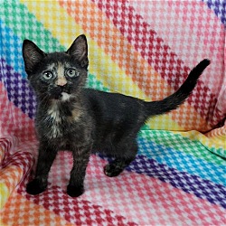 Photo of Rainbow Sprite Kittens: DEE LITE