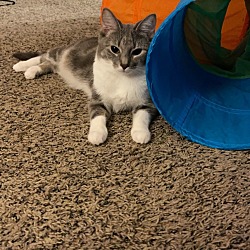 Photo of Luna 