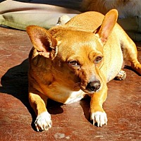 adopt a pet