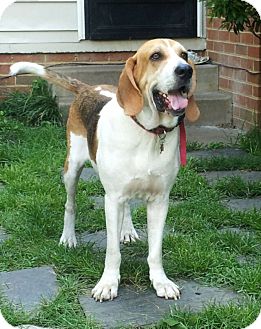 Richmond, VA - Bloodhound. Meet Hitch a Pet for Adoption.