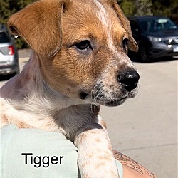 Photo of Tigger