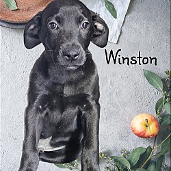 Thumbnail photo of Winston #1