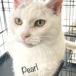 Photo of Pearl