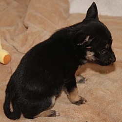 Thumbnail photo of Nani (In Foster to Adopt) #4