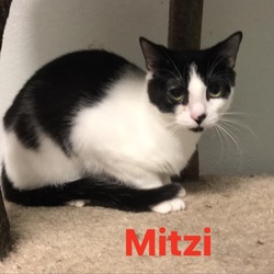 Thumbnail photo of Mitzi #3