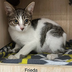 Thumbnail photo of Frieda #3