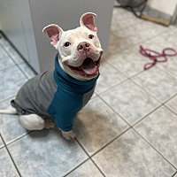 adopt a pet