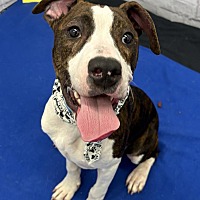 adopt a pet