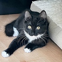 adopt a pet