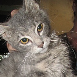 Thumbnail photo of Dorsey Kitten #1
