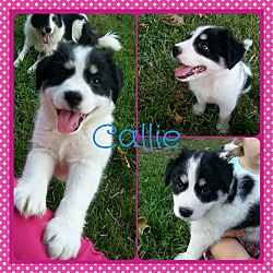Thumbnail photo of Callie (Dols) #3