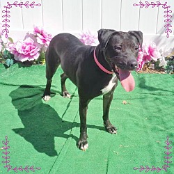 Thumbnail photo of STELLA - adopted @ off-site #2